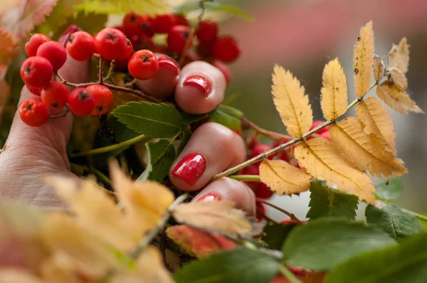 Autumn leaves and rowan berries in a girl — Stock Photo, Image
