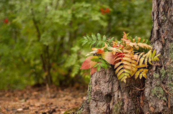 Φωτεινό το φθινόπωρο τα φύλλα της τέφρας στο βουνό — Φωτογραφία Αρχείου