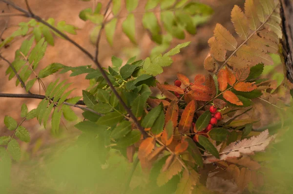 Sonbahar yaprakları ve rowan meyveleri — Stok fotoğraf