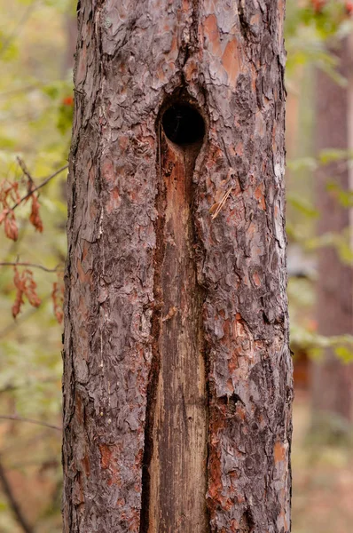 Kmen borovice s dutým — Stock fotografie