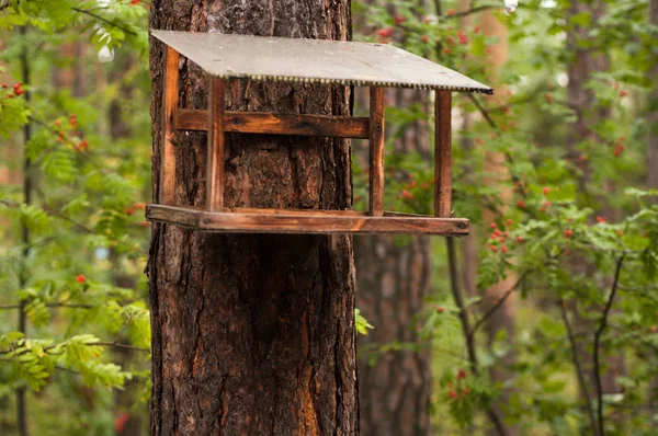 Wild bird feeder in the summer — Stock Photo, Image