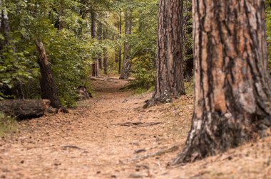 Çam ormanındaki orman yolu