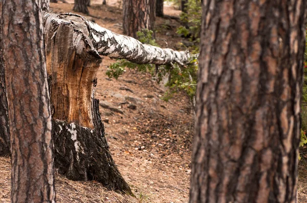 Poškozený strom v doménové zóně — Stock fotografie