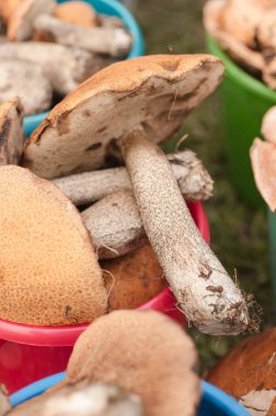 Mantar boletus veya Leccinum uyuz. Mantar kırpma yakın çekim.