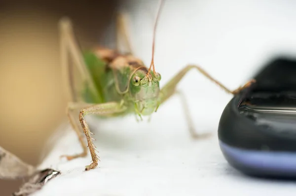 Grön gräshoppa — Stockfoto