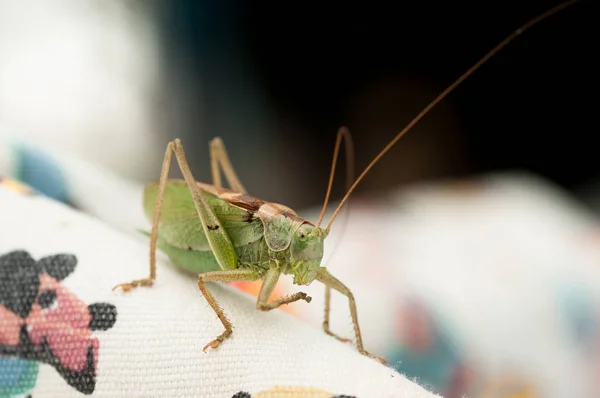 Grön gräshoppa — Stockfoto