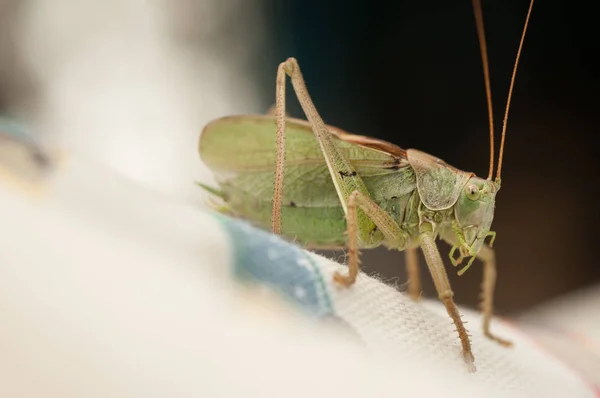 Grön gräshoppa — Stockfoto