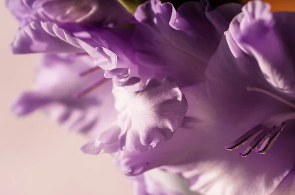 Gladiolus je fialový — Stock fotografie