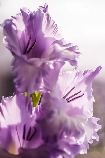 Gladiolo es lila — Foto de Stock