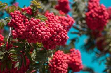 Mavi bulutsuz karşı dağ kül büyük parlak kırmızı demet 