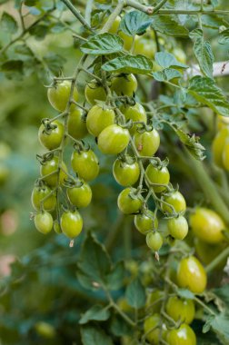 Yeşil kiraz domates bir bahçede bir çalı üzerinde sprigs, olgunlaşma proces