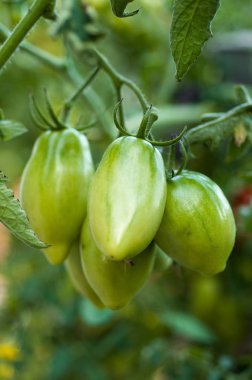 Bir çalı üzerinde yeşil domates sprigs