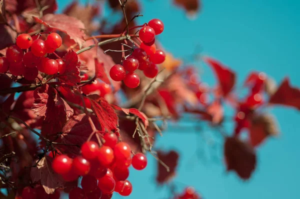 Větve keře vikrtu s shluky červených bobulí — Stock fotografie