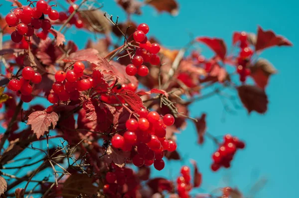 Las ramas del arbusto del viburno con los racimos de las bayas rojas — Foto de Stock