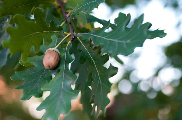 Eikel met bladeren op een vervaagde herfst achtergrond close-up — Stockfoto