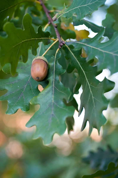 Acorn dengan dedaunan di latar belakang musim gugur yang kabur — Stok Foto