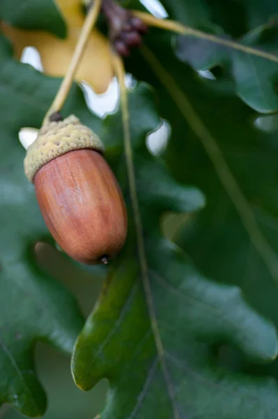 Acorn con hojas sobre un fondo borroso de otoño — Foto de Stock