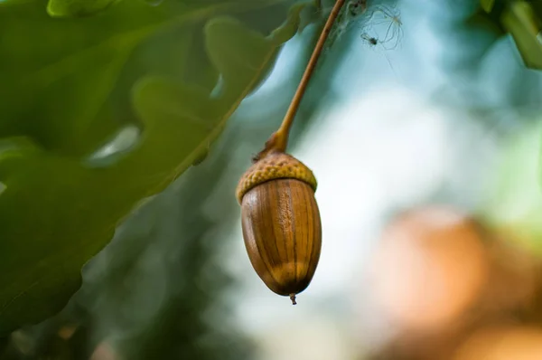 Acorn con hojas sobre un fondo borroso de otoño — Foto de Stock