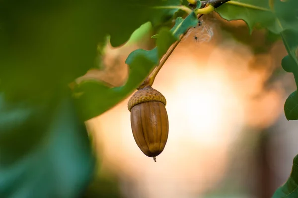 Acorn cu frunze pe un fundal de toamnă încețoșat aproape — Fotografie, imagine de stoc