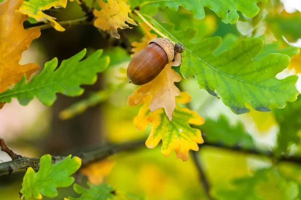 Acorn with leaves on a blurred autumn background close-up — Stock Photo, Image