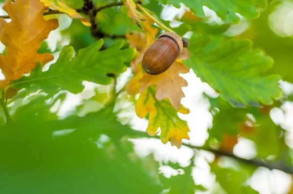 Желудь с листьями на размытом осеннем фоне крупным планом — стоковое фото