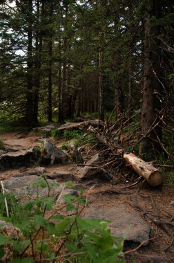 Ağaçlar, bitkiler ve yaz öğleden sonra güneş ışığı olan orman çalılığı.