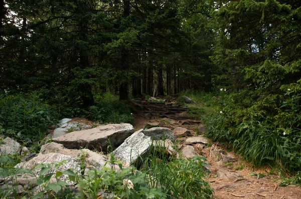 Sentier Forestier Terrain Rocheux Été — Photo