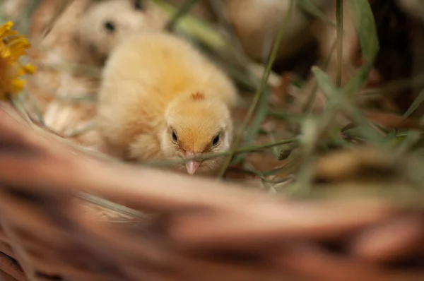 Pollos Codorniz Recién Nacidos Entorno Natural Una Canasta Con Hierba — Foto de Stock
