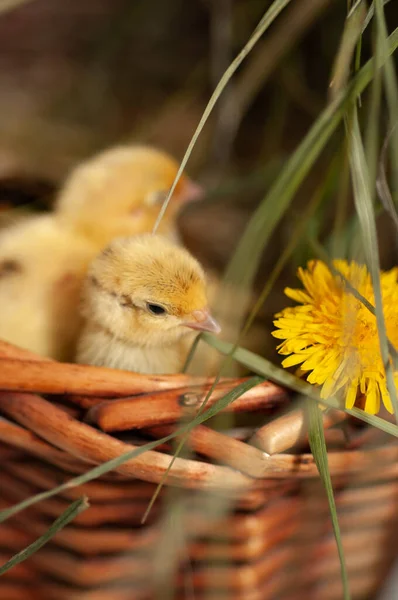 Pollos Codorniz Recién Nacidos Entorno Natural Una Canasta Con Hierba — Foto de Stock