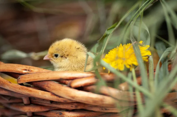 鹌鹑刚在自然环境中出生 篮子里有草和孵蛋 — 图库照片