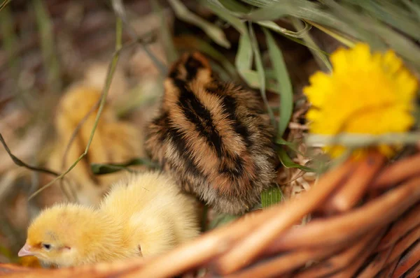 Pollos Codorniz Recién Nacidos Entorno Natural Una Canasta Con Hierba —  Fotos de Stock