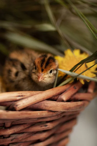 Pollos Codorniz Recién Nacidos Entorno Natural Una Canasta Con Hierba —  Fotos de Stock