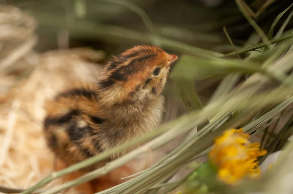 Vaktelhöns Som Föds Naturen Korg Med Gräs Och Kläckägg — Stockfoto