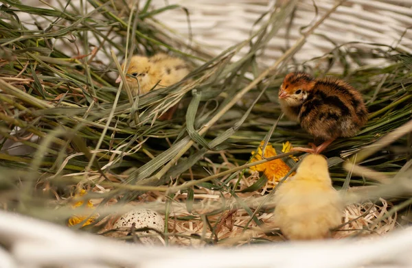 Pollos Codorniz Recién Nacidos Entorno Natural Una Canasta Con Hierba — Foto de Stock