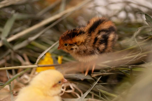 Pollos Codorniz Recién Nacidos Entorno Natural Una Canasta Con Hierba —  Fotos de Stock