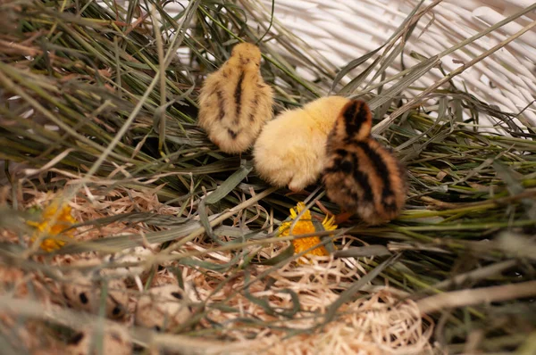 Galinhas Codorna Recém Nascidas Ambiente Natural Uma Cesta Com Grama — Fotografia de Stock