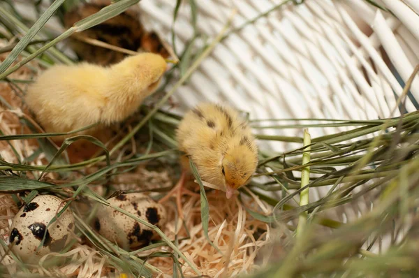 鹌鹑刚在自然环境中出生 篮子里有草和孵蛋 — 图库照片