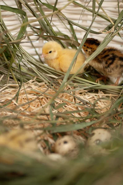 Quail Chickens Just Born Natural Environment Basket Grass Hatching Eggs — Stock Photo, Image