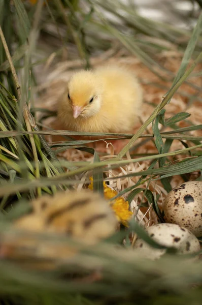 Pollos Codorniz Recién Nacidos Entorno Natural Una Canasta Con Hierba — Foto de Stock