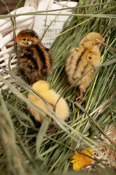 Pollos Codorniz Recién Nacidos Entorno Natural Una Canasta Con Hierba —  Fotos de Stock