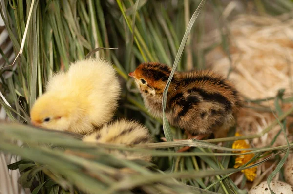 Pollos Codorniz Recién Nacidos Entorno Natural Una Canasta Con Hierba — Foto de Stock