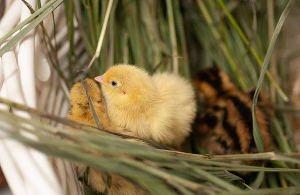 Vaktelhöns Som Föds Naturen Korg Med Gräs Och Kläckägg — Stockfoto