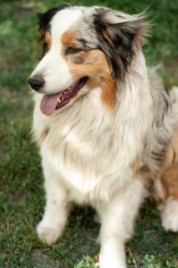 Yeşil çimlerin üzerinde Avustralya çobanı