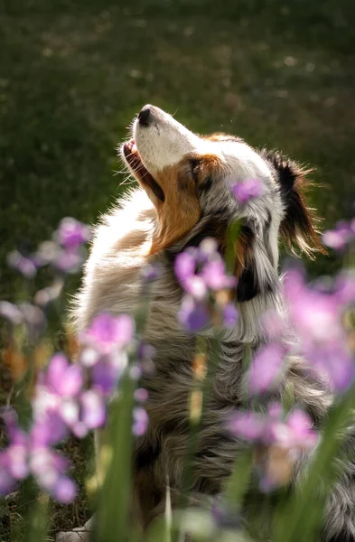 Australian Shepherd Green Grass Close — Stock Photo, Image