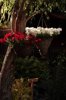 Petunya çiçekleri saksıda asılı bir ağaçta güneşli bir yaz gününde