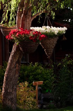 Petunya çiçekleri saksıda asılı bir ağaçta güneşli bir yaz gününde