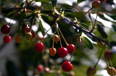 Olgunlaşma sürecinde ağaç dalında kiraz meyveleri.