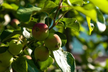 Elma ağacının dalları yazın, güneşli bir günde meyve bahçesinde.
