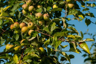 Elma ağacının dalları yazın, güneşli bir günde meyve bahçesinde.