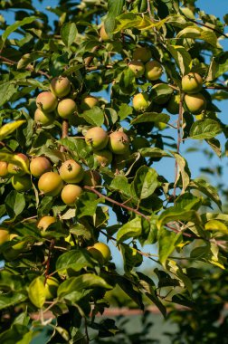 Elma ağacının dalları yazın, güneşli bir günde meyve bahçesinde.